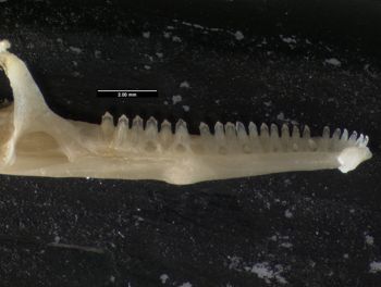 Media type: image;   Herpetology R-119716